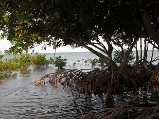 Mangrove auf Caye CAulker
